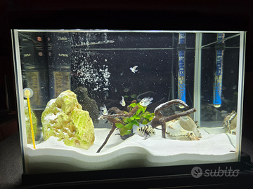 Acquario con pesci red parrot blu