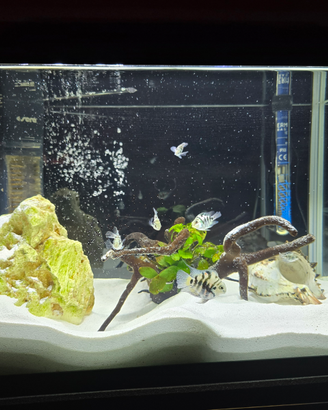 Acquario con pesci red parrot blu