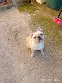 Bulldog Francese