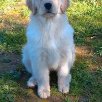 Cucciola golden retriever di linea americana