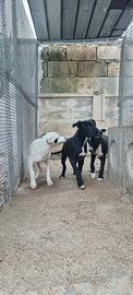 Cuccioli Amstaff 250 Molfetta Terlizzi Ruvo