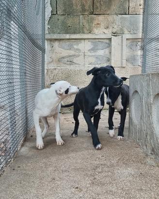 Cuccioli Amstaff 250 Molfetta Terlizzi Ruvo
