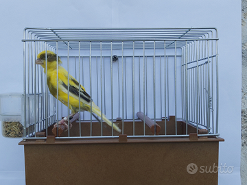 Canarini da canto Timbrado Spagnolo