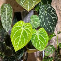 Anthurium Mafnificum