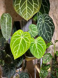 Anthurium Mafnificum