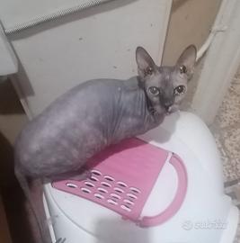 Gatti Sphynx