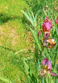 Villetta a Solto Collina con terreno