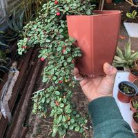 Bonsai Cotoneaster cascata