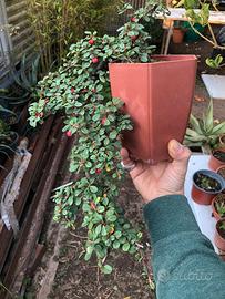 Bonsai Cotoneaster cascata