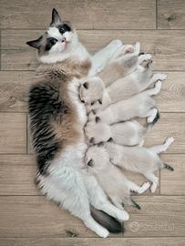 Cuccioli Ragdoll con pedigree
