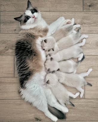 Cuccioli Ragdoll con pedigree
