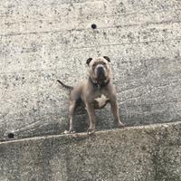 American Bully disponibile per monta