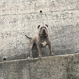 American Bully disponibile per monta