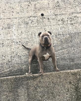 American Bully disponibile per monta