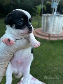 Cuccioli di chihuahua maschi con pedigree