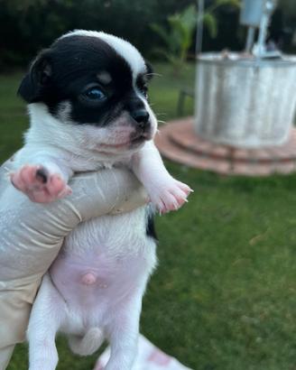 Cuccioli di chihuahua maschi con pedigree