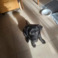 Cucciola labrador