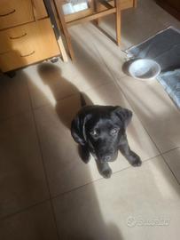 Cucciola labrador