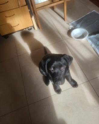 Cucciola labrador