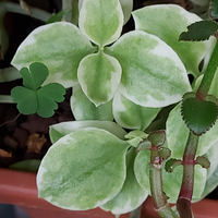 Aptenia cordifolia variegata piante grasse