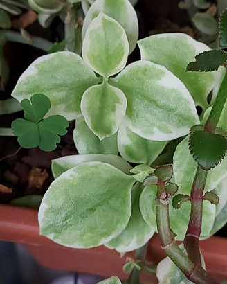 Aptenia cordifolia variegata piante grasse