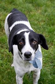 Cane anziano senza famiglia
