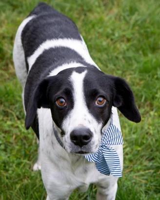 Cane anziano senza famiglia