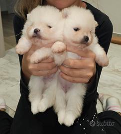 CUCCIOLI DI POMERANIA (Spitz tedesco nano)