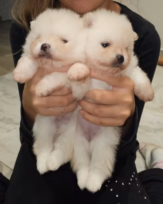 CUCCIOLI DI POMERANIA (Spitz tedesco nano)