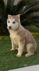 Siberian husky originali femminuccia