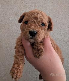 Barboncini nani fulvi