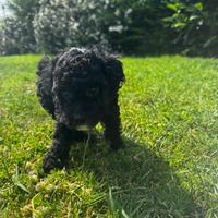 Disponibile barboncino maschio nero