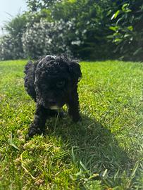 Disponibile barboncino maschio nero