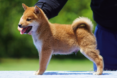 Cuccioli Shiba Inu pedigree enci