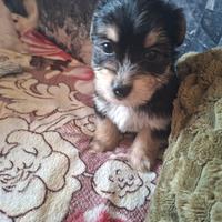 Maschietto disponibile da subito incrocio d