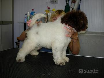 Cuccioli di Lagotto Romagnolo