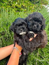 Maltipoo neri e bianchi