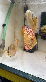 Discus