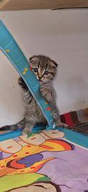 Scottish fold