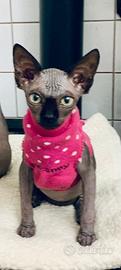 Gatto sphynx