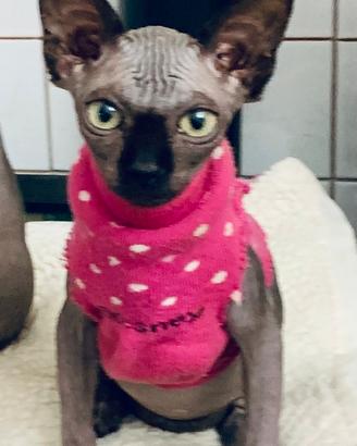Gatto sphynx