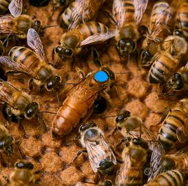 Apicoltura nuclei api famiglie ape con regine 2025