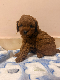 Barboncini toy e mini toy