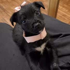 Cane taglia piccola