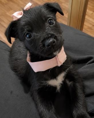 Cane taglia piccola