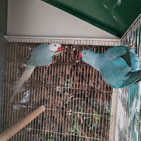 Coppia collari M Blu CT F blu/CT 2019