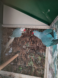 Coppia collari M Blu CT F blu/CT 2019