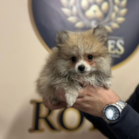 Spitz Pomerania pagamento dilazionato