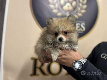 Spitz Pomerania pagamento dilazionato