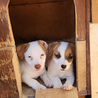 Jack Russell gamba corta